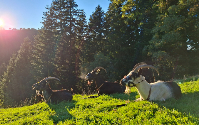Sonne im Herbst