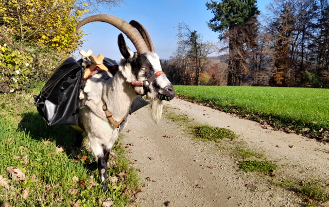 Fanciulla geniesst den Herbst