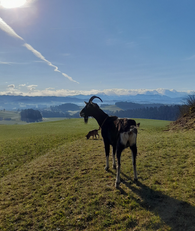 Pacioccone geniesst die Aussicht auf der Lueg